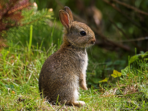 Rabbit