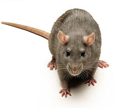 Rat